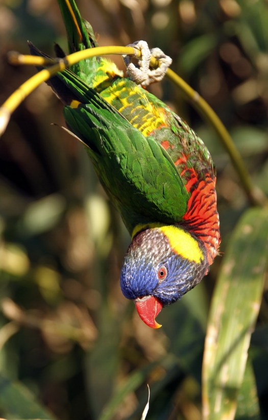 20110215 - CS2_4546 - E - 10 - Photo by Christian Sperka Photography