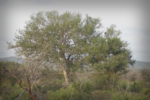 20160210 - CS3_6980 - E - 00_2