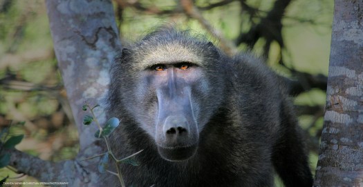 20050719 - CS0_3012 - E - 01