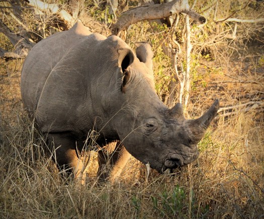 20160722 - CS1_3528 - E - 00