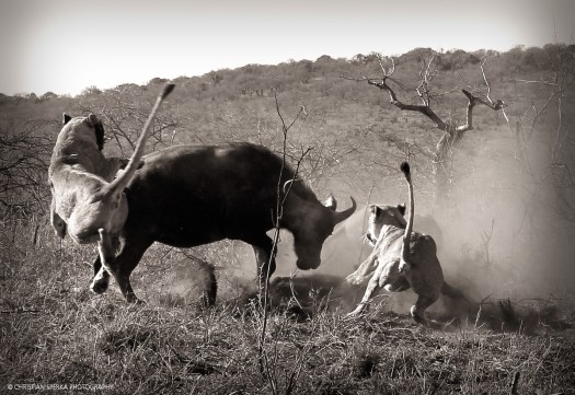 20160811 - CS1_5761 - E - 00