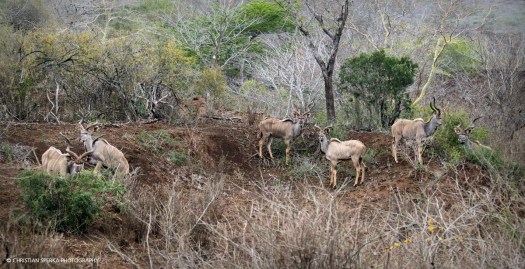 Six beautiful Kudu bulls - all at once and quite relaxed - a very rare sighting ...