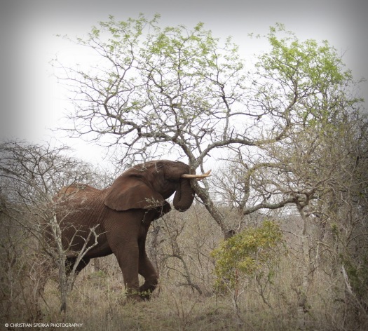 Let's push that one over and then feed on it for about two minutes ... typical young Elephant bull.