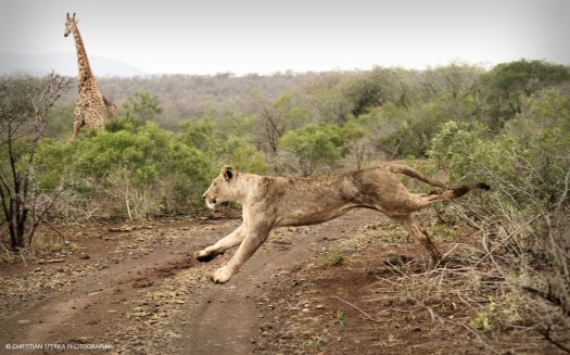 Chasing Giraffe after heavy rain in hope that they would stumble and fall - no luck this time - but a good show ...