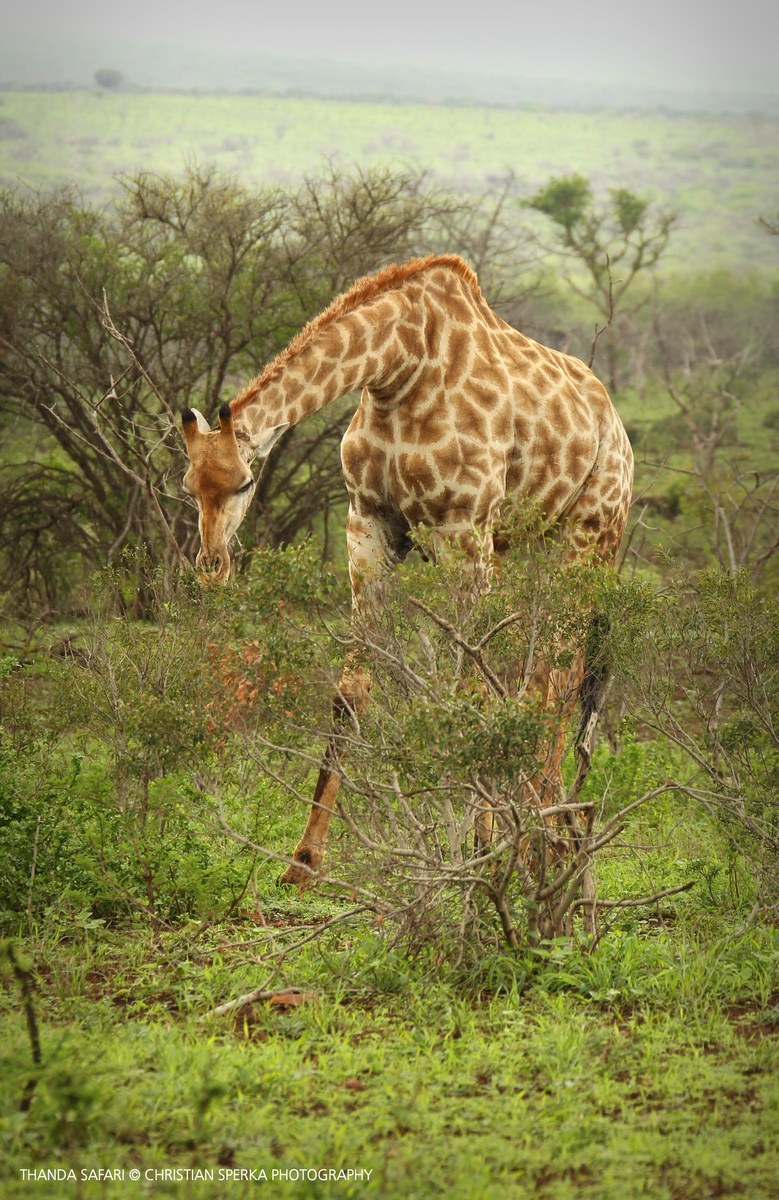 20161113-cs2_4075-e-00