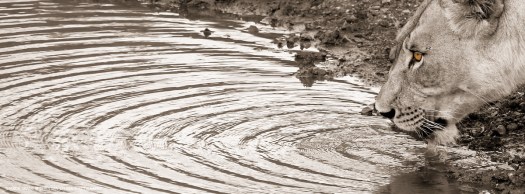 20161116-cs2_4102-e-00