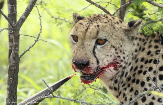 20161122-cs2_4799-e-00