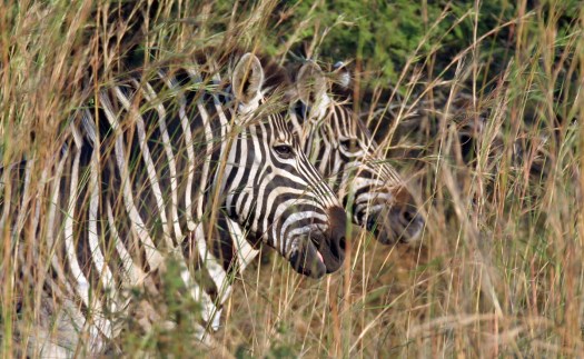 20050509-cs0_2500-e-01