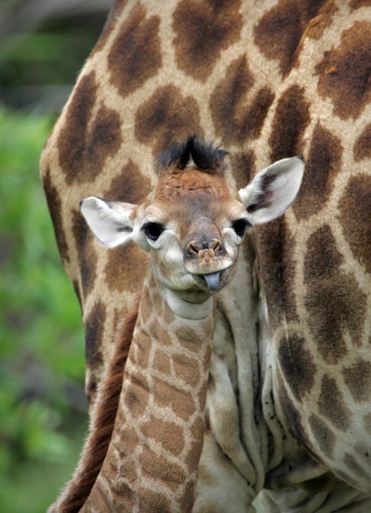 20061225-kc0o0139-e-01-photo-by-christian-sperka-photography