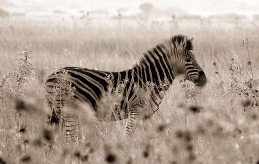 20100813-cs2_3892-e-01