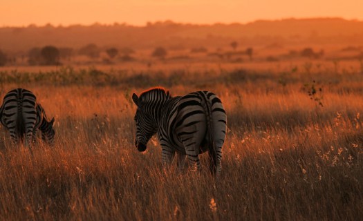 20100813-cs2_3917-e-01