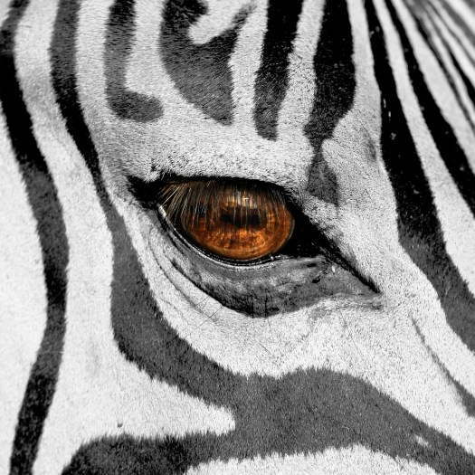 20130131-cs3_8349-e-00