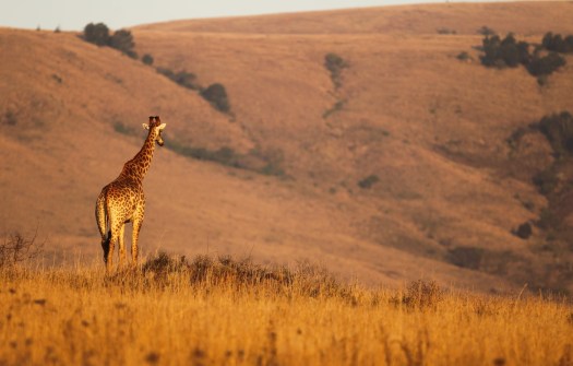 20130725-cs1_9820-e-09-photo-by-christian-sperka-photography