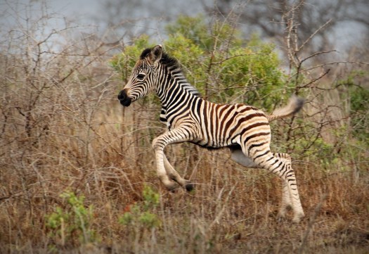 20151121-cs2_5099-e-00