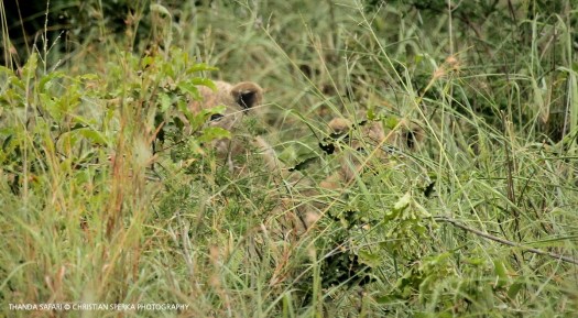 20161217-cs2_6793-e-00