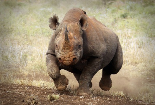 February 2016 - Charge!