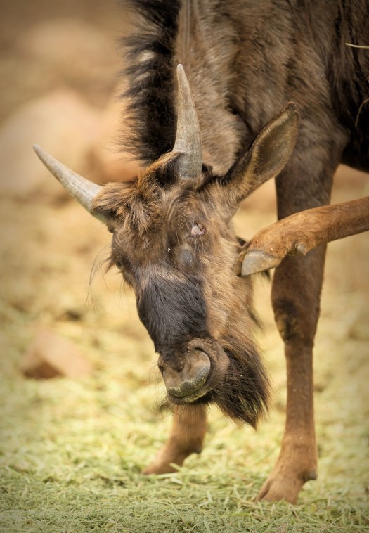 July 2016 - An itch!