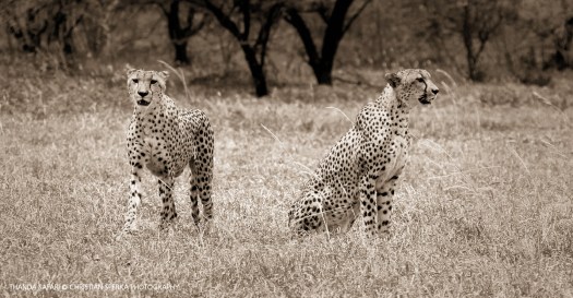 20161215-cs2_6584-e-00