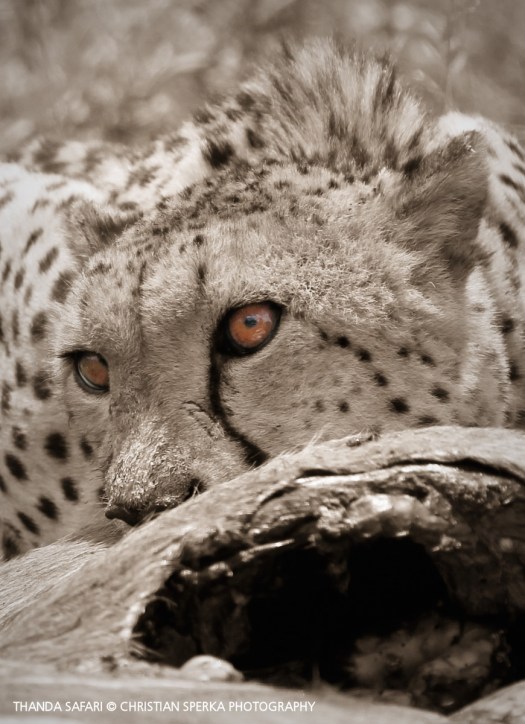 20161215-cs2_6609-e-00