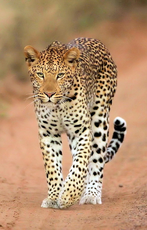 leopard