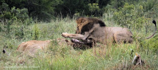 20161217-cs2_6961-e-00_2