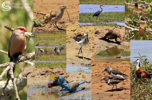 20170204-cs0_0759-e-00