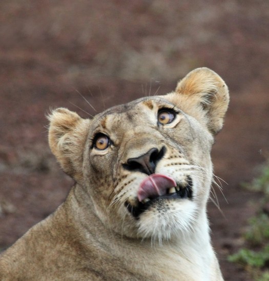 The Thanda Safari Lions impressed my brother by getting quite close ...