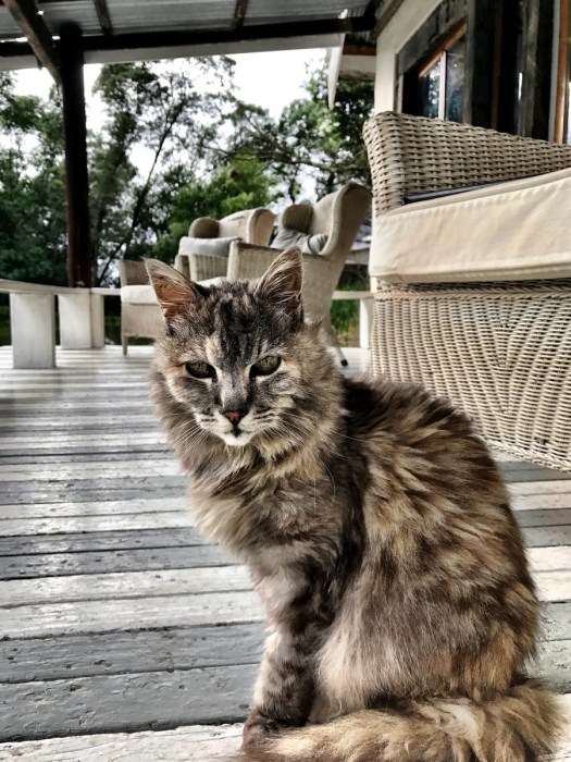 Not-so-wild-life ... this old cat kept me company as I relaxed at Cleopatra Mountain Farmhouse ...