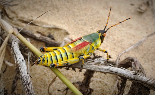 A Splendid Locust on the St.Lucia beach ...