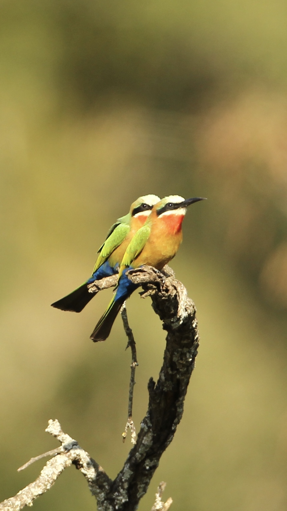 BIRD WEDNESDAY – BEE-EATERS – Christian Sperka Photography | Custom ...