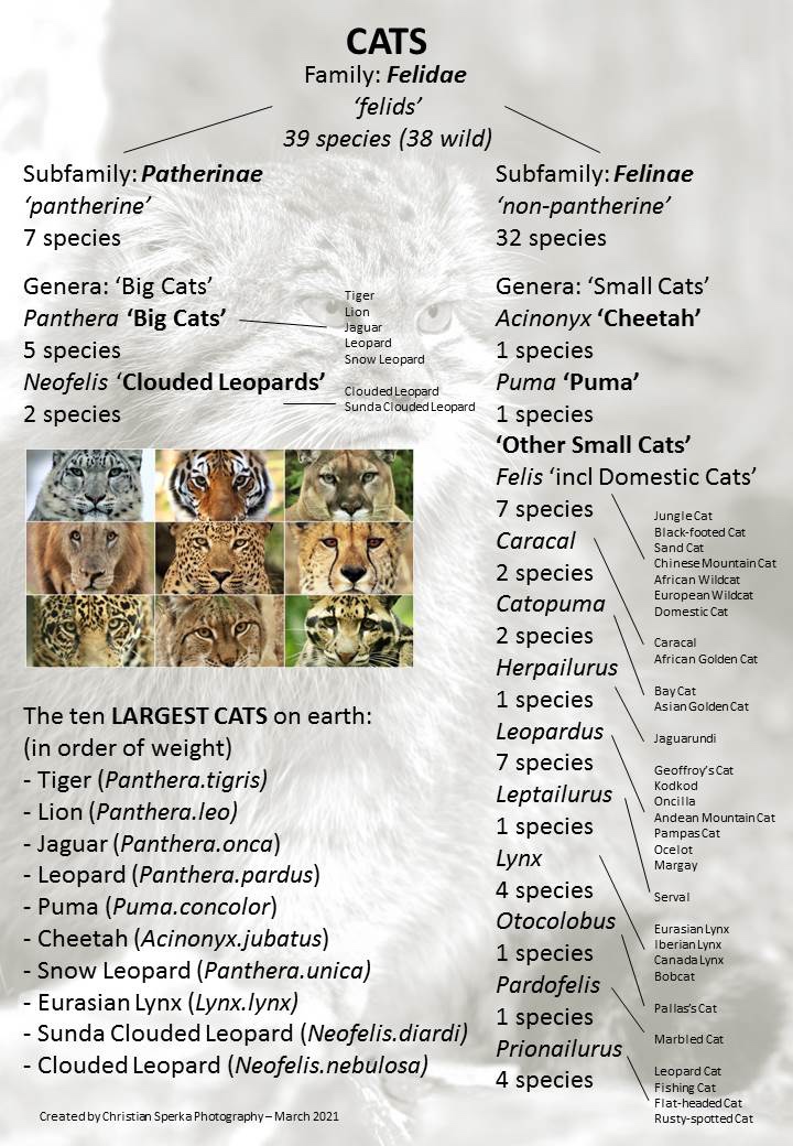 Wild Cats … – Christian Sperka Photography | Custom Luxury Tours