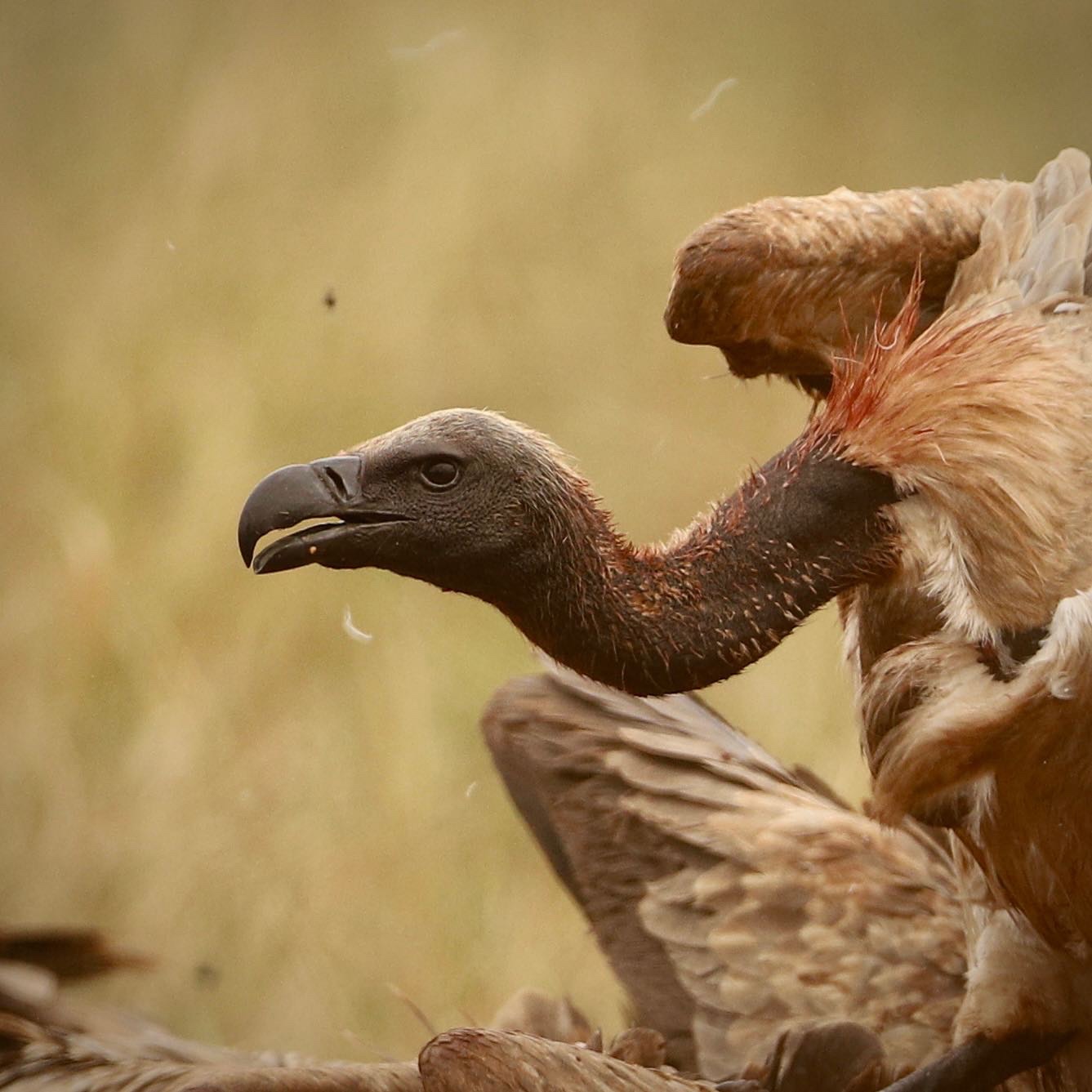 Vultures and Drone! – Christian Sperka Photography | Custom Luxury