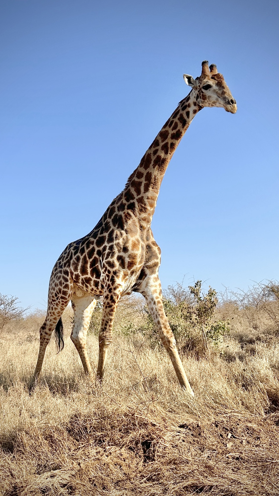 iPhone & Eye-Level – Giraffe – Christian Sperka Photography